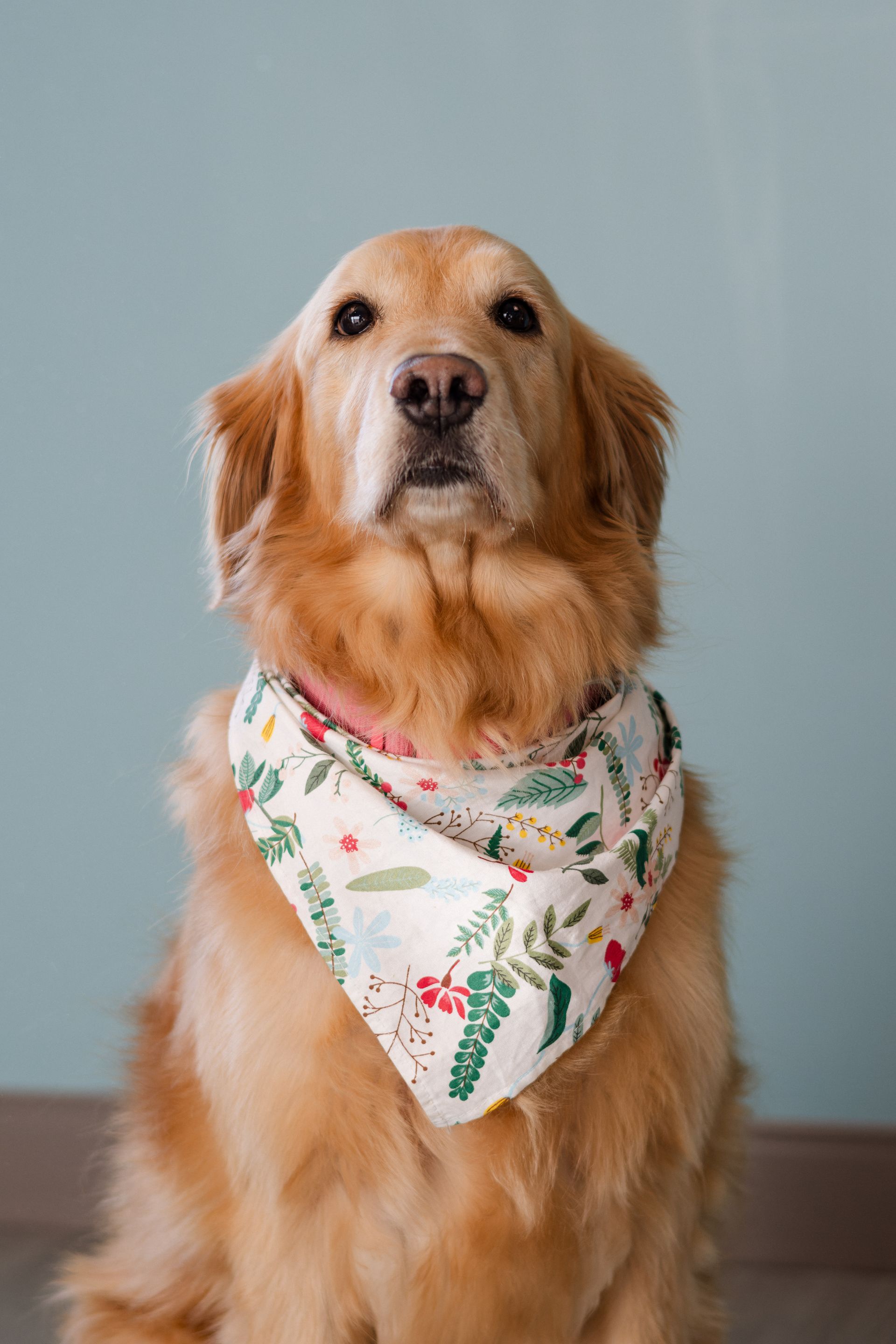 Loki | Pet Dog | Mascot Pet | Denture Clinic Team Member | Local Denture Team Staff Member | Envision Denture and Implant Centre | Best Denturist In Surrey, British Columbia