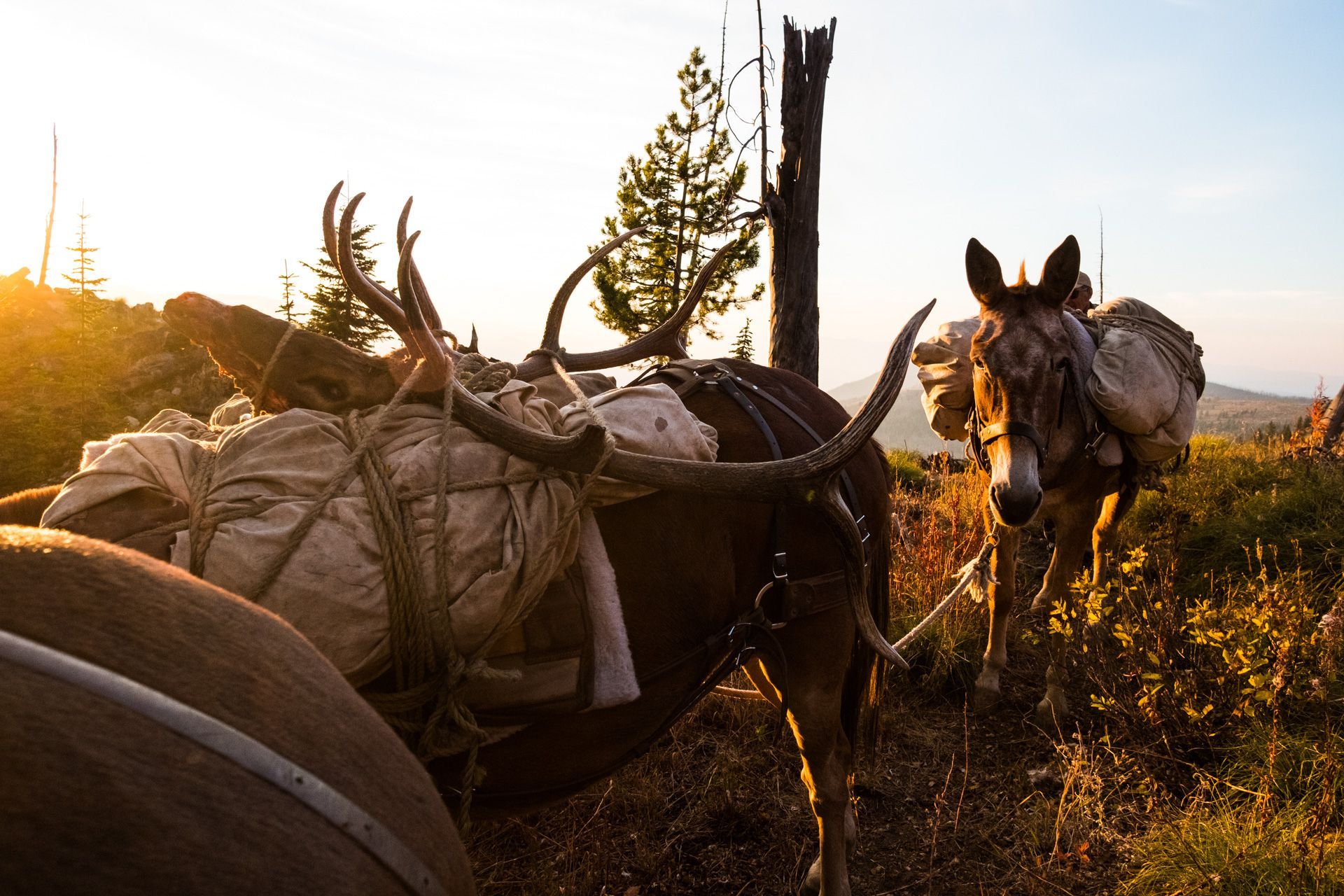 sunset pack string with bull elk on guided Idaho hunt