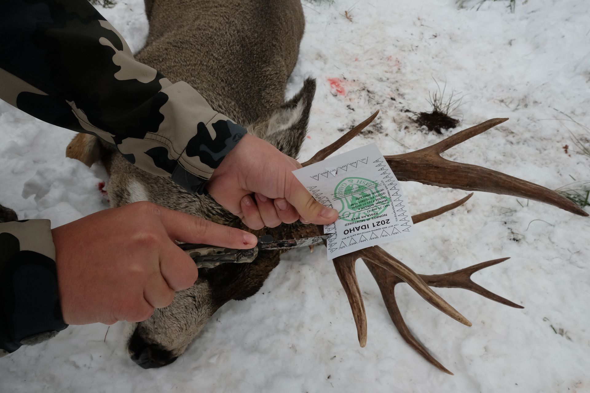 mule deer tag after a successful guided hunt in the Frank Church Wilderness