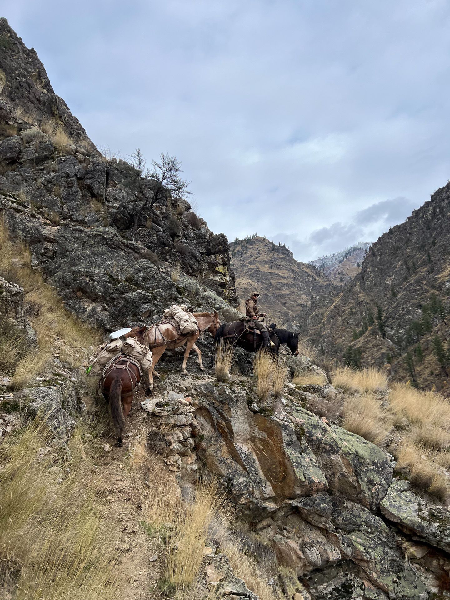 guide on a horse with mule pack-string in the Frank Church Wilderness
