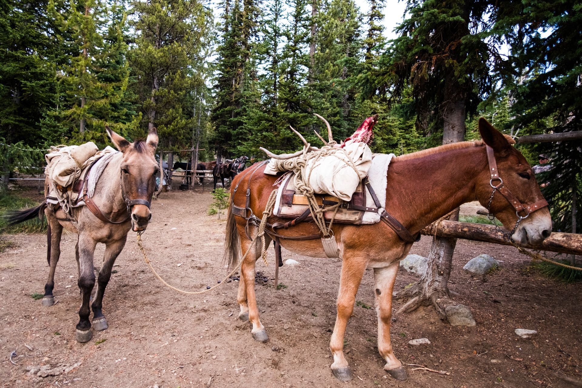 pack mules on successful Wilderness elk hunt