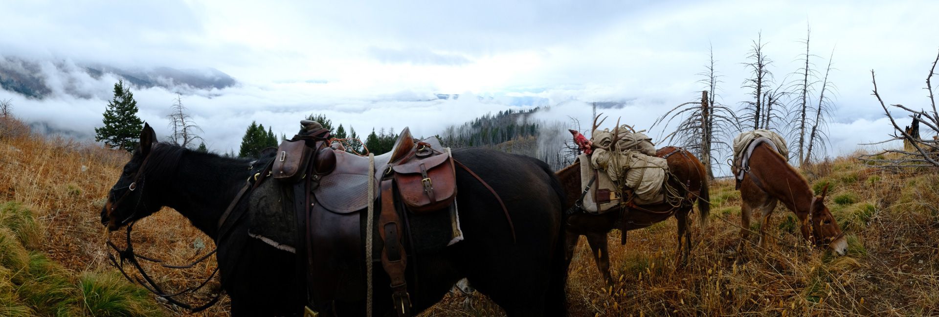 Mule Deer buck pack-out Frank Church Wilderness