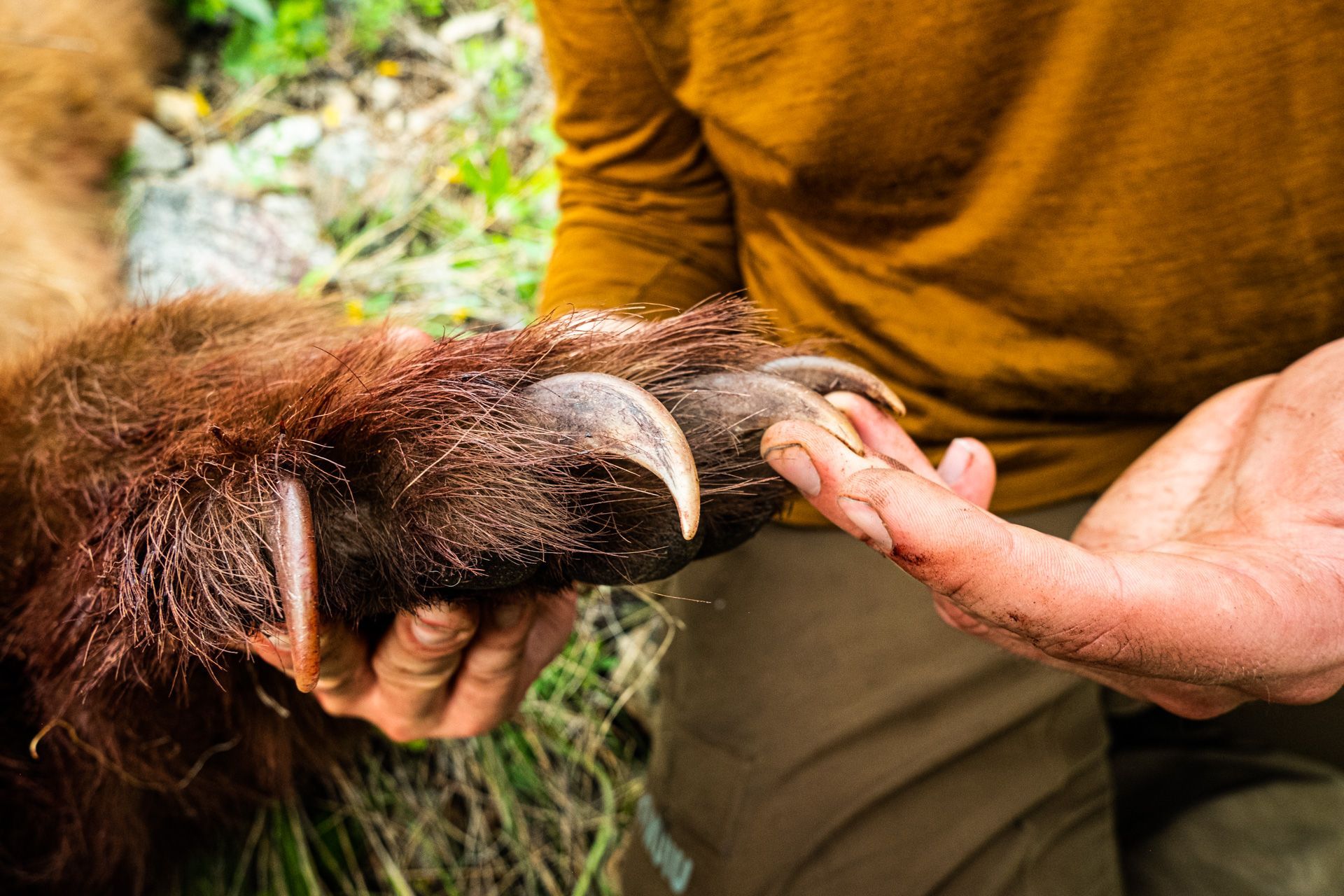 Spot & Stalk Bear Hunts