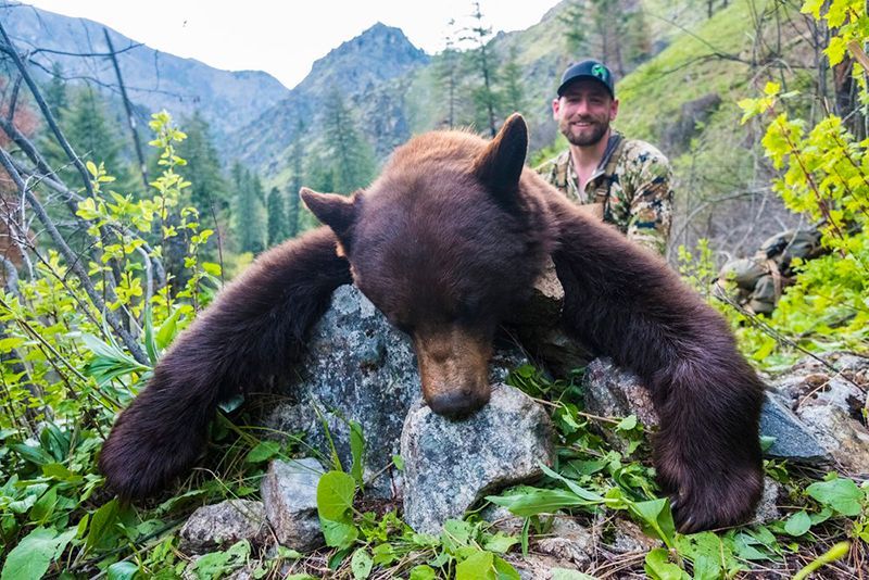 Spot & Stalk Bear hunts
