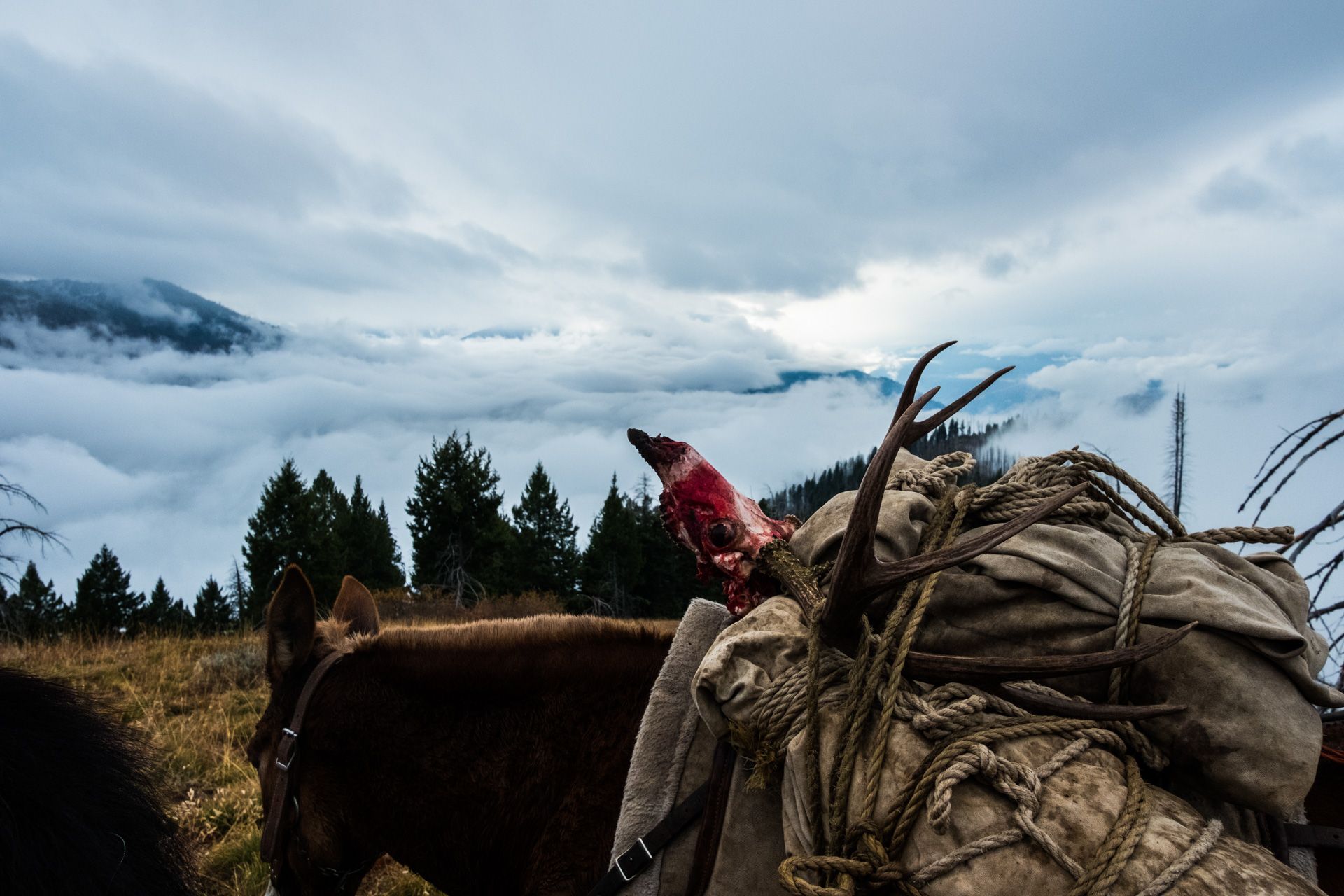trophy mule deer pack out on guided Idaho hunt