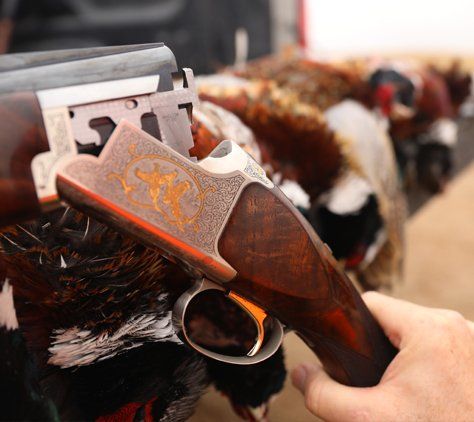 Pheasants and Gun