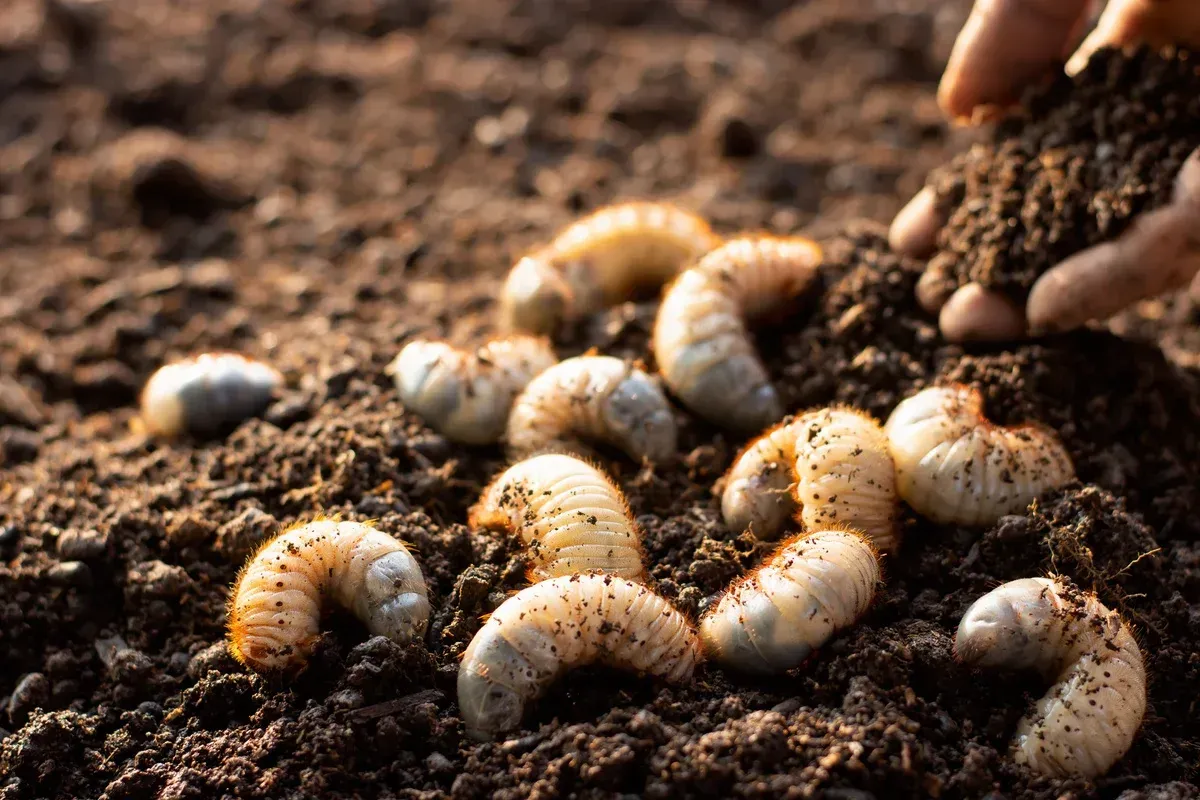 grub control treatment in bowie md