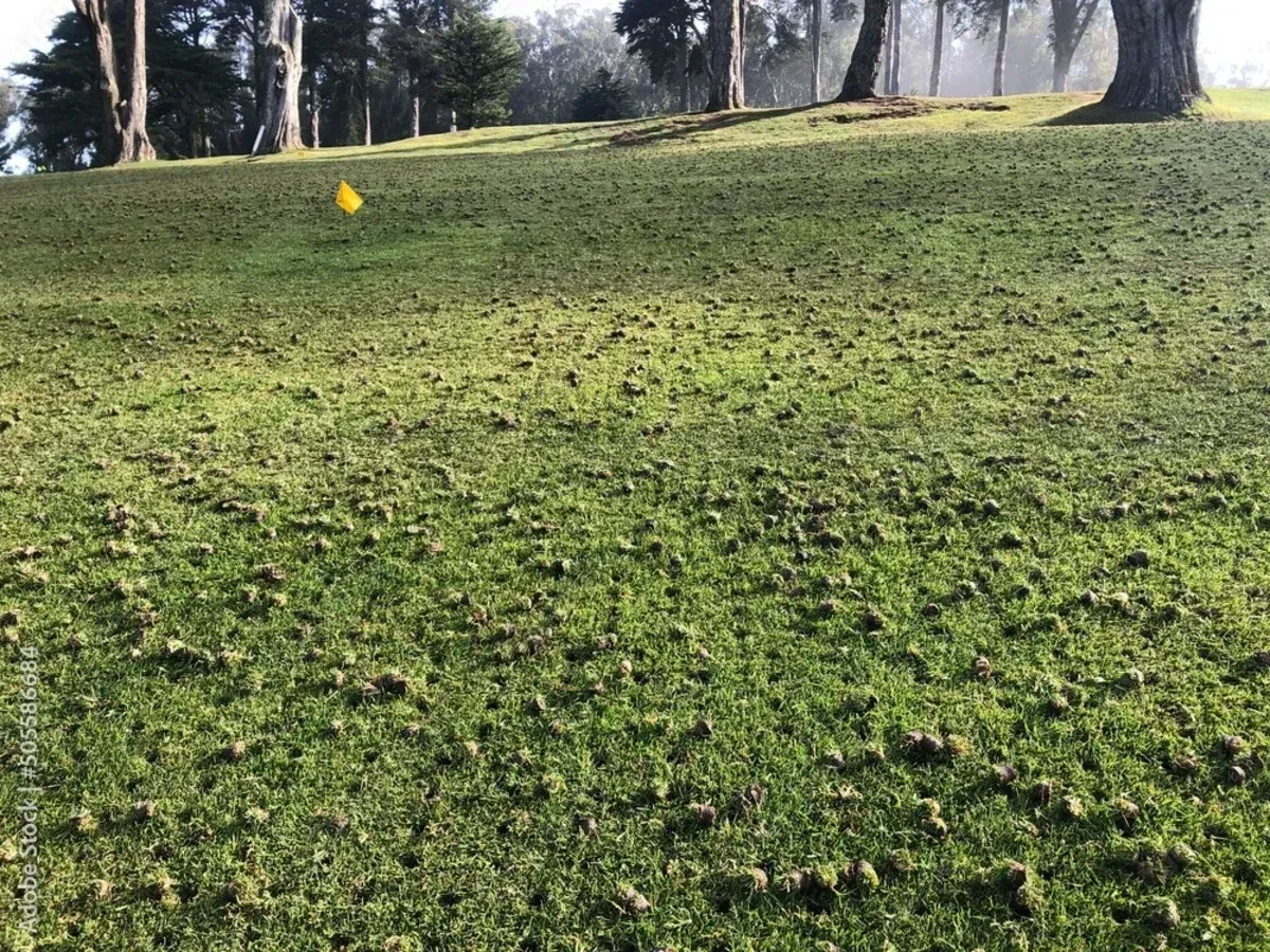 lawn aeration dethatching and overseeding service in bowie md