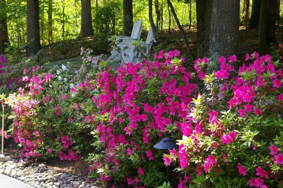 professional seasonal color installation bowie md