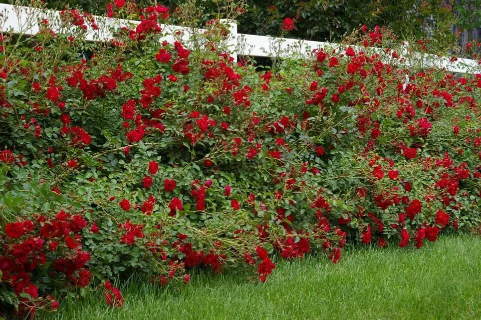seasonal flower installation signs bowie md