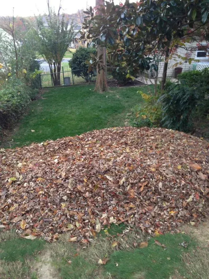 seasonal leaf cleanup solutions bowie md