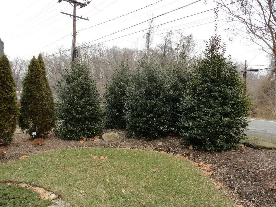 tree and shrub fertilization benefits in bowie md