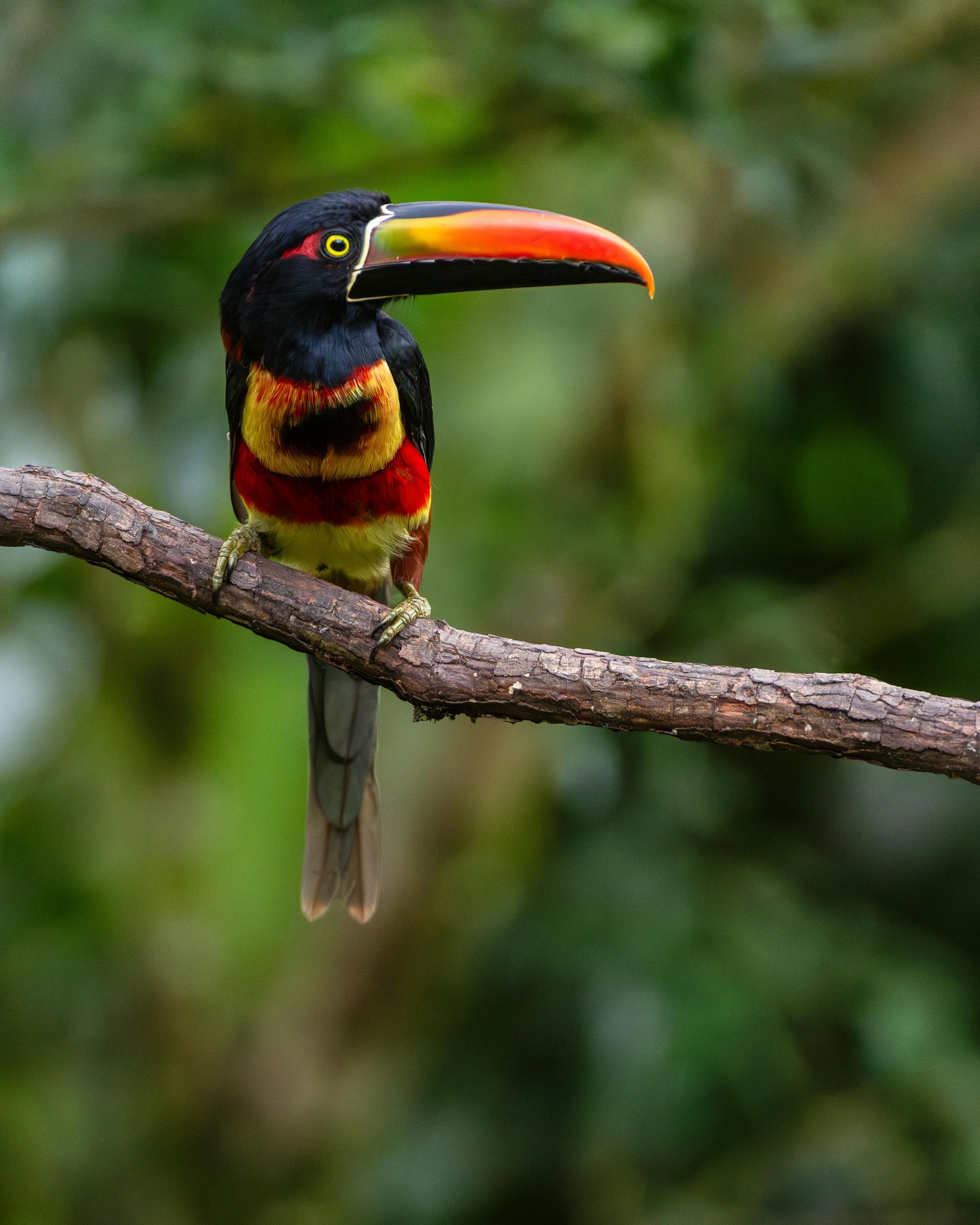 Toucan, sloths and rainforest wildlife tour in Costa Rica