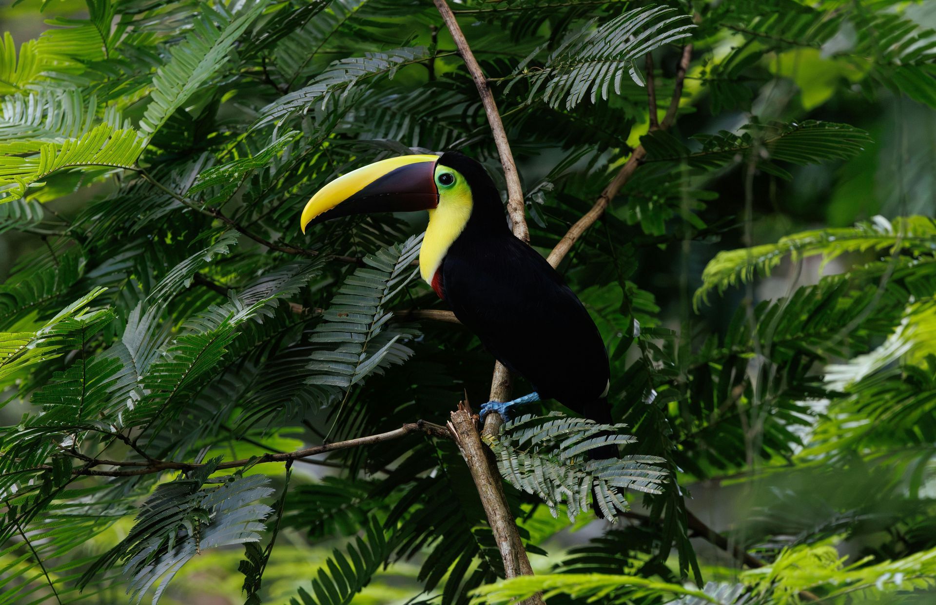 Toucan in Costa Rica rainforest wildlife and sloth tour