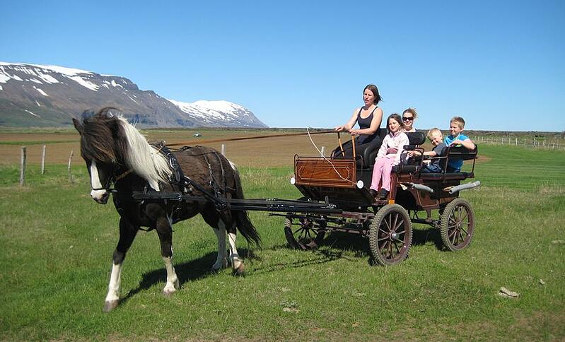 Hraunkot horses Iceland
