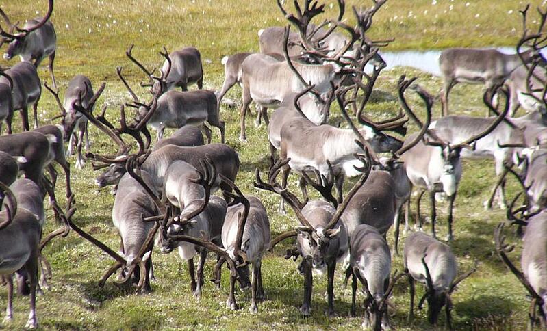 Reindeers Iceland