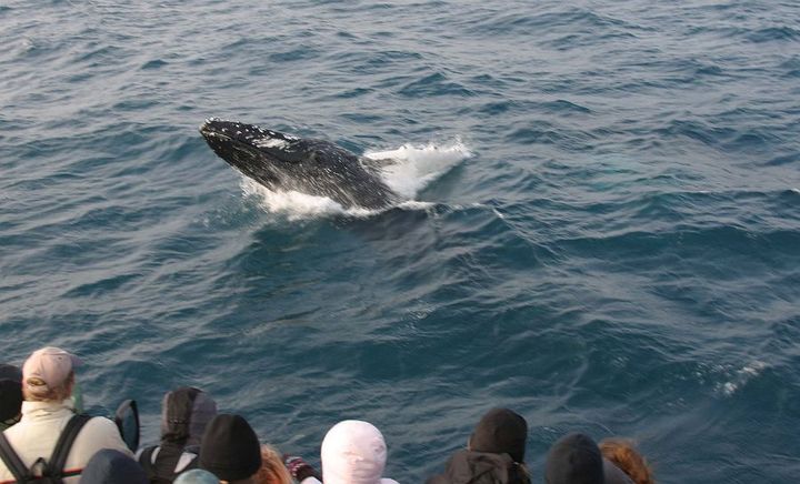Whale watching Iceland