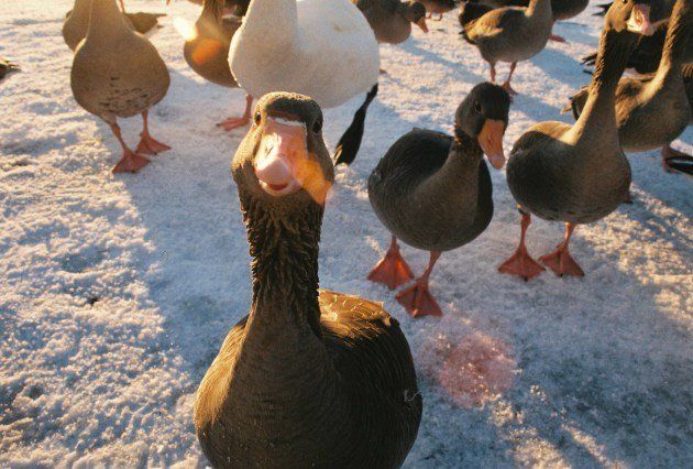 Feed the ducks in Reykjavik