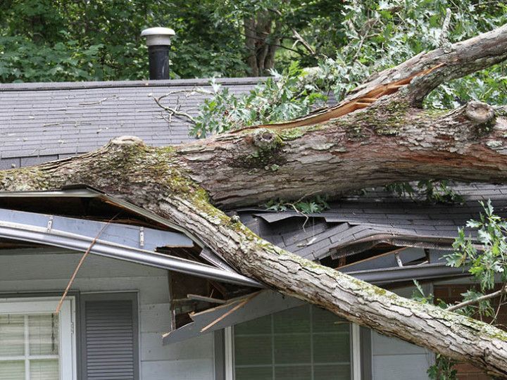 Fallen Tree on House Roof