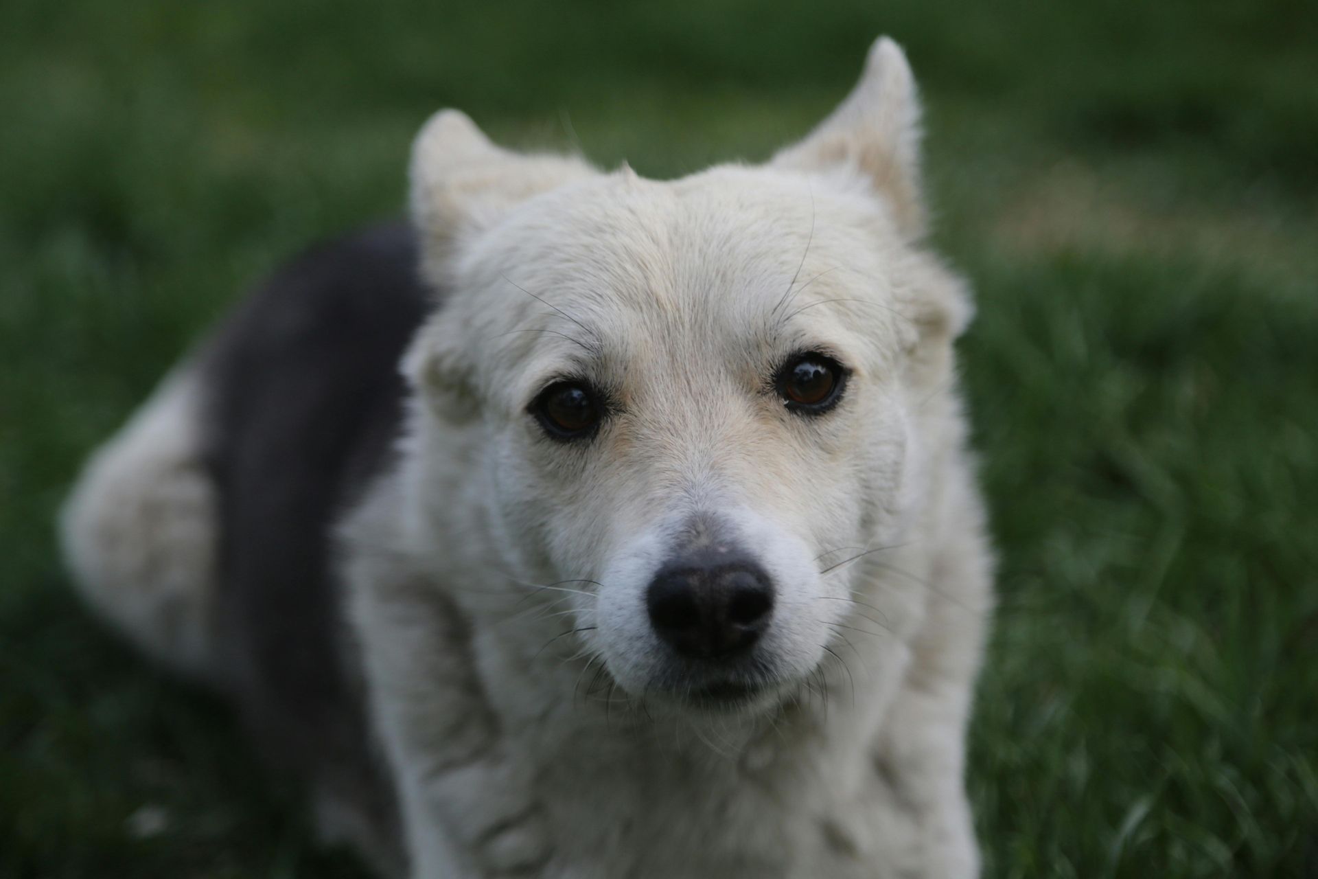 A plane is flying in the sky at sunset.