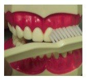 toothbrush Colonia, Clark, Scotch Plains, Westfield, Rahway, Woodbridge, Linden, Cranford, Edison, South Plainfield