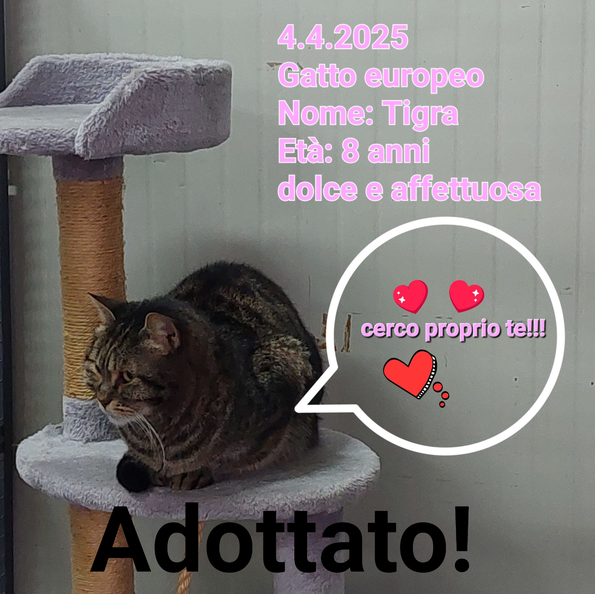 ADOTTATO!