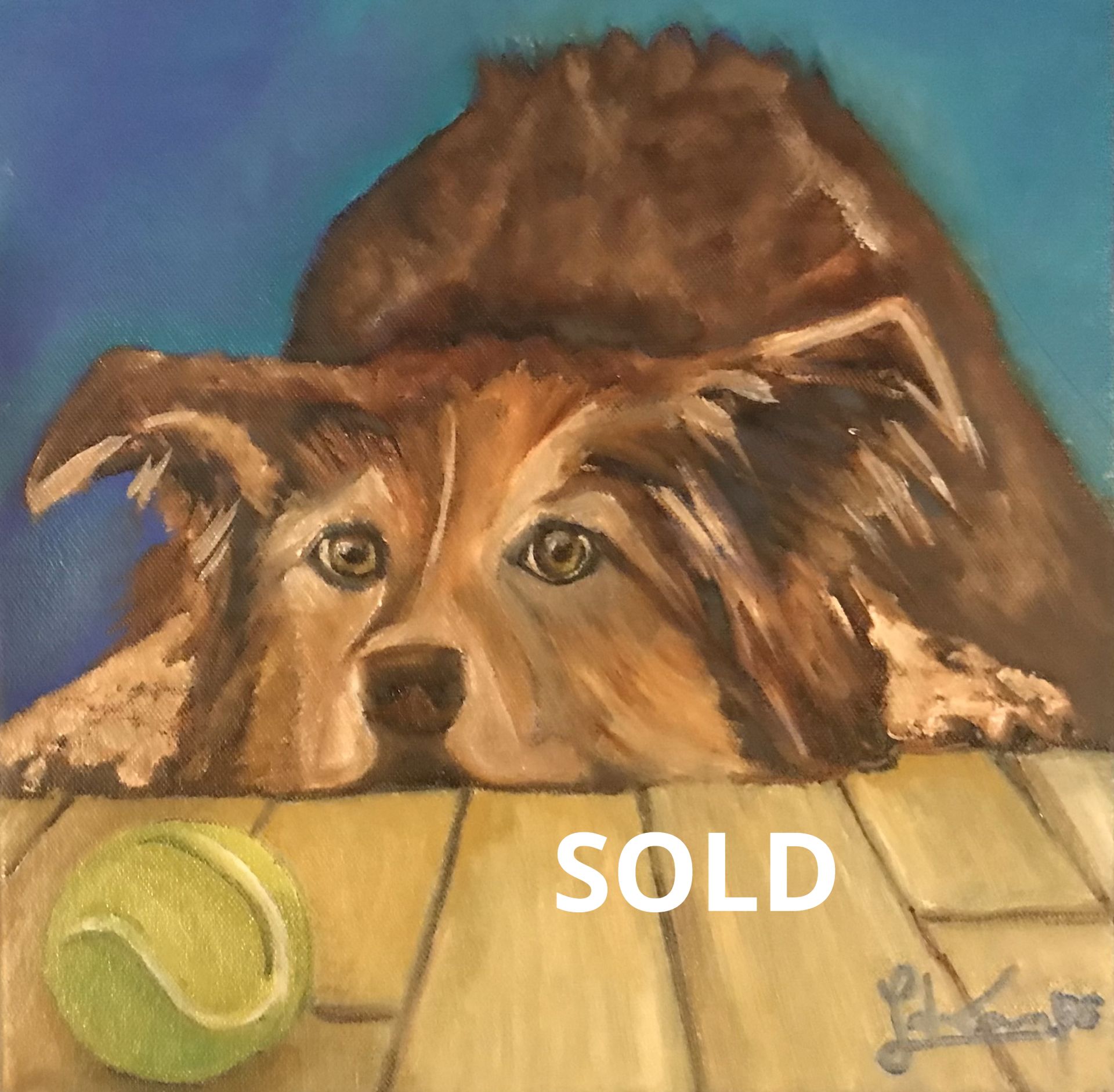 Border Collie Golden Retriever cross