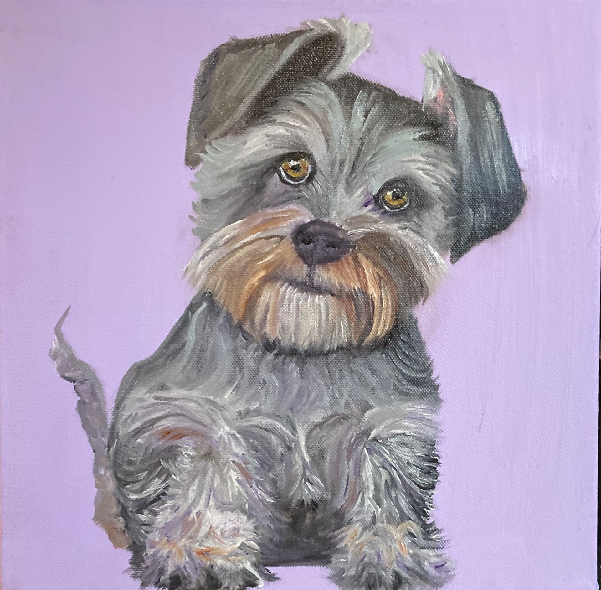 Miniature Schnauzer 