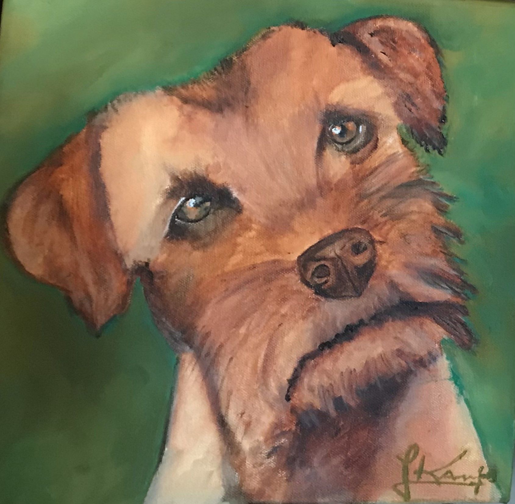 Norfolk Terrier