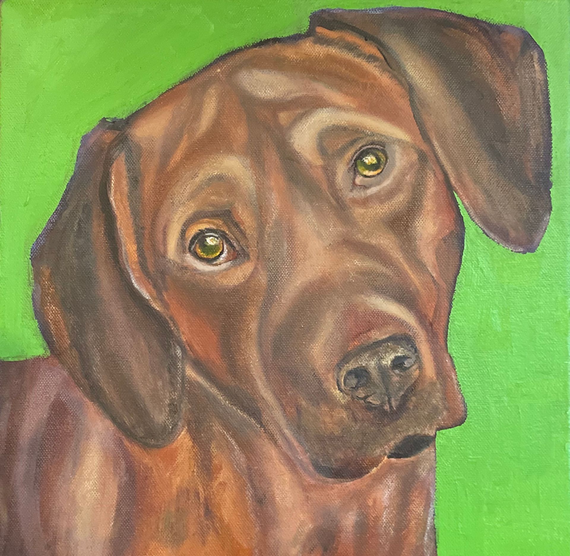 Chocolate Labrador