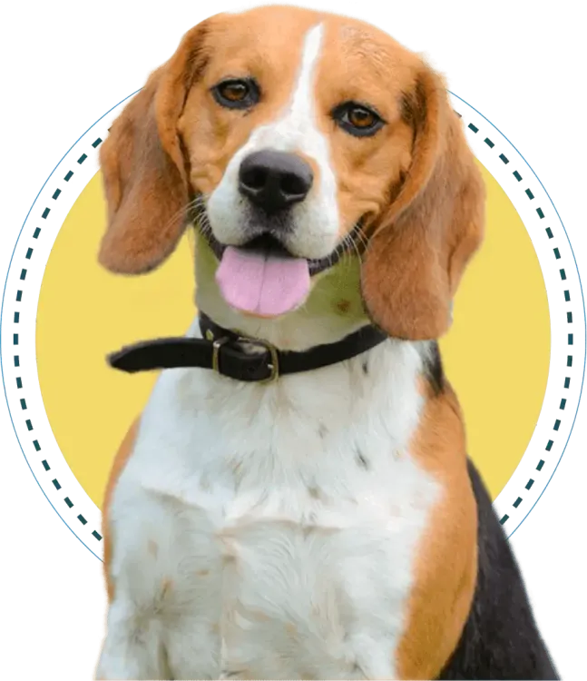 Beagle with black collar, sitting against a yellow background, tongue out and ears drooping.