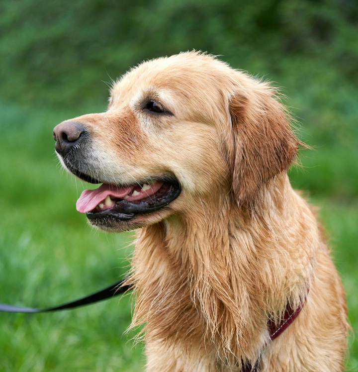 Image of golden retriever dog