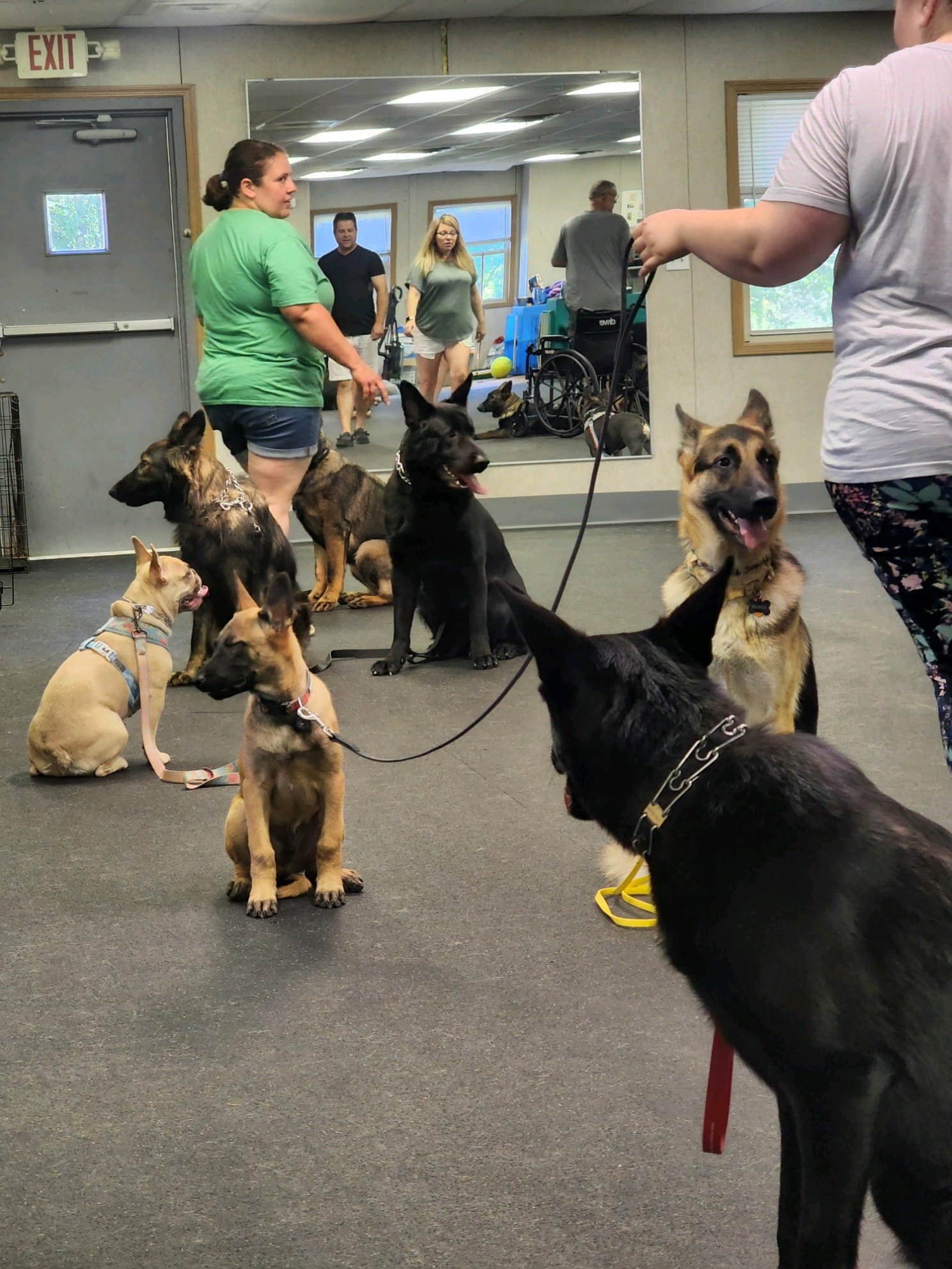 Dog Training Mooresville, IN 3178311869