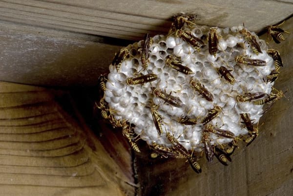 Roach Control — Wasps Hive in Chino, CA