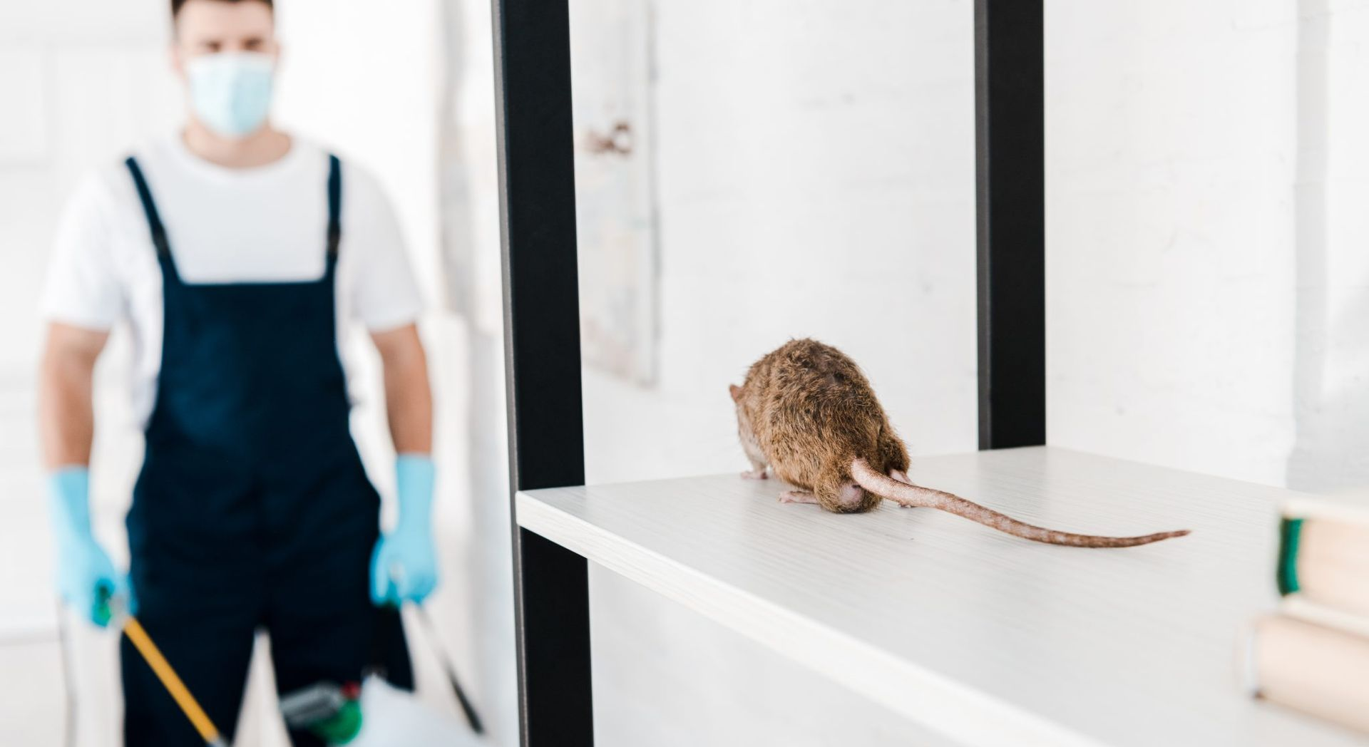 Pest control worker in a mask and gloves near a mouse on a shelf.