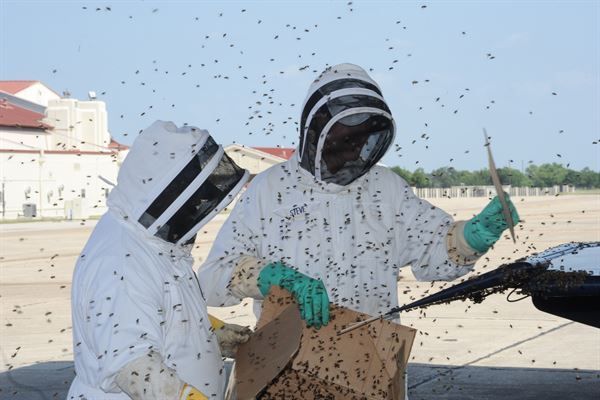 Two people in beekeeping suits managing swarming bees outdoors.