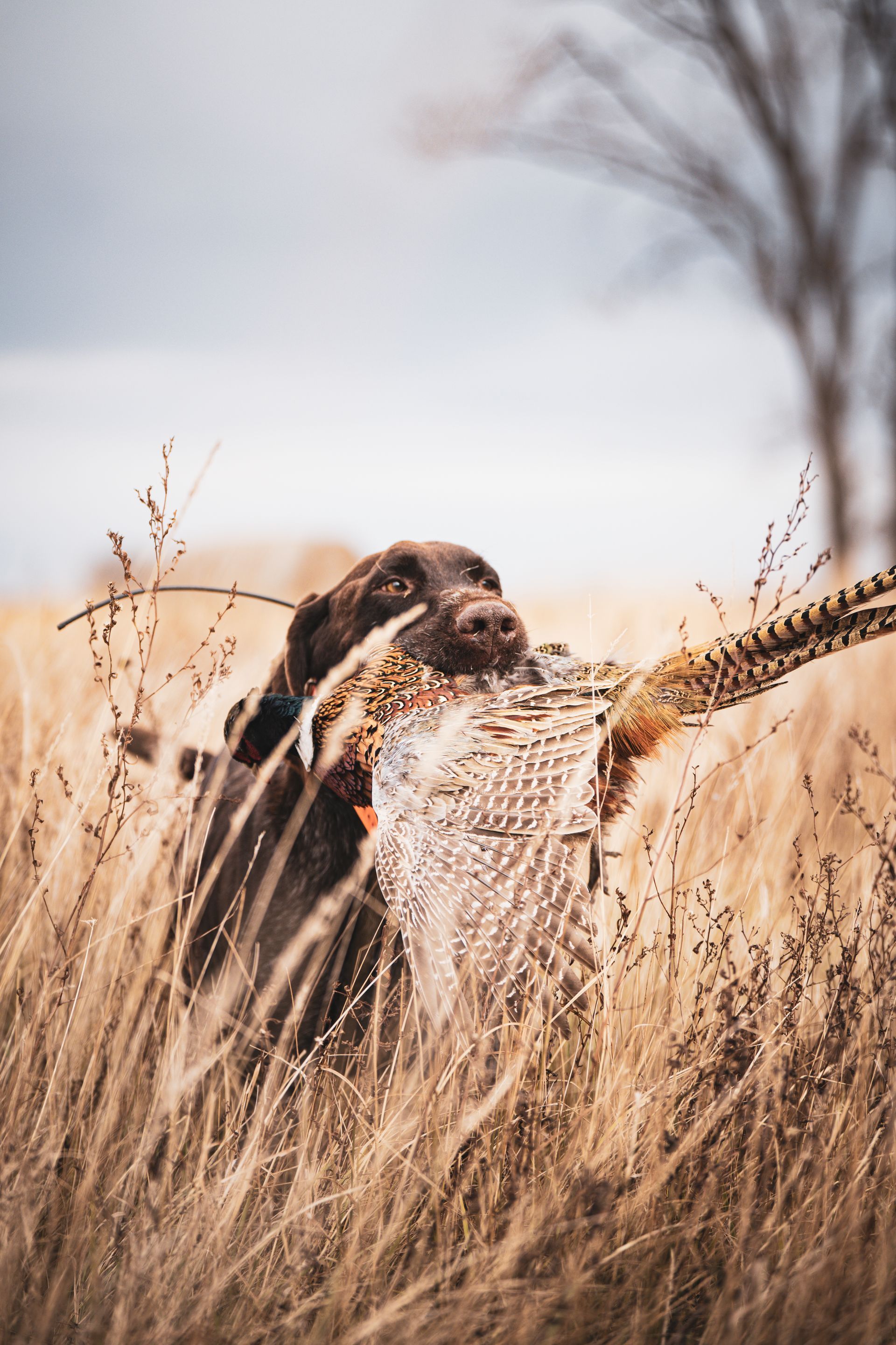 Pheasant hunting