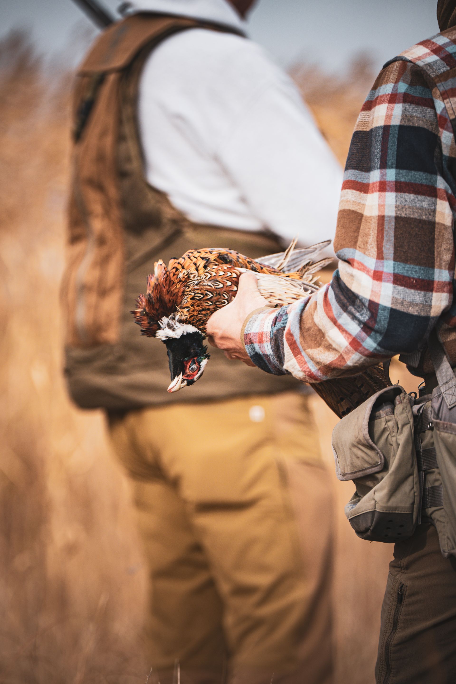 ND pheasant hunting guide
