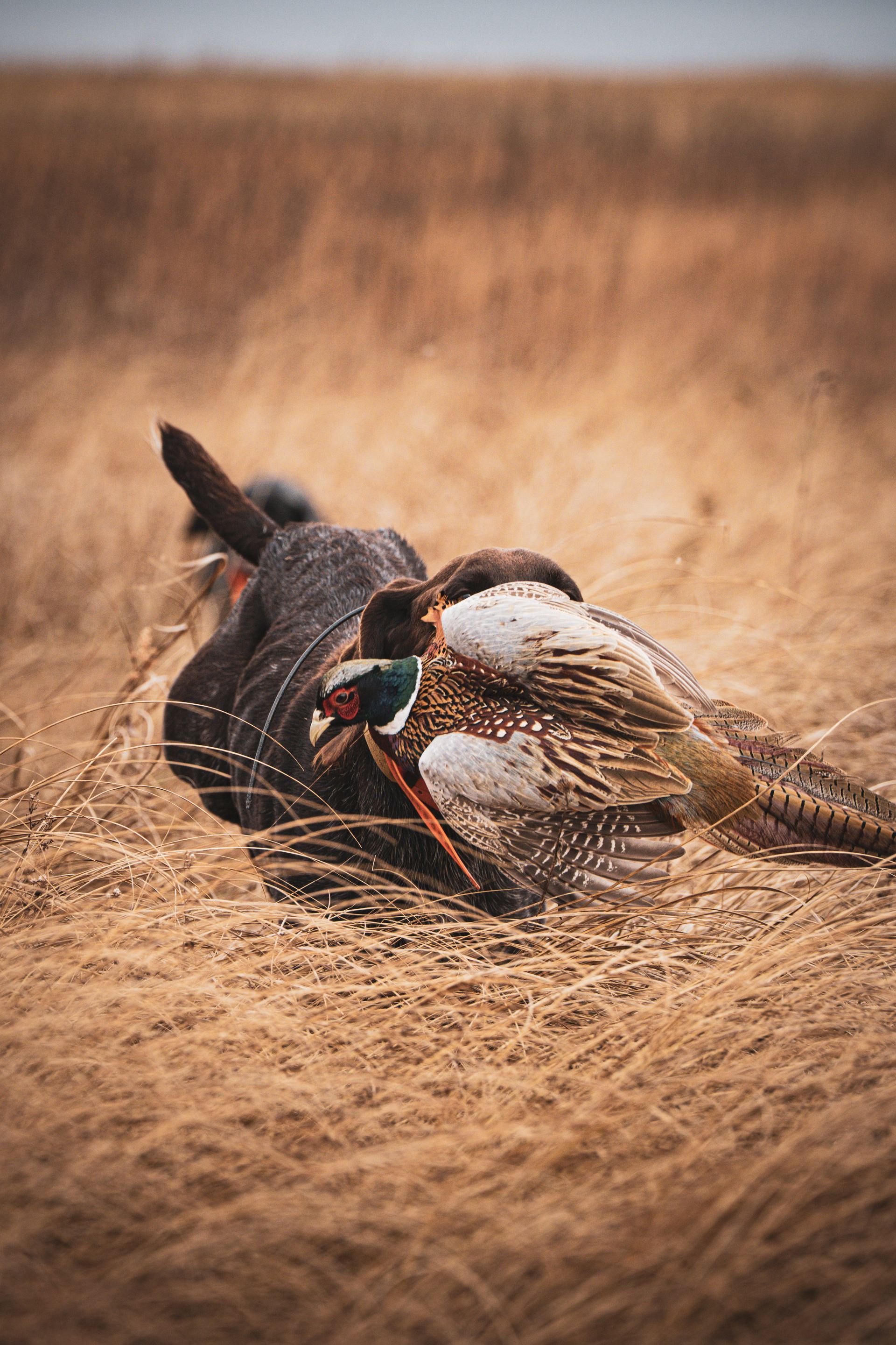 Guided pheasant hunts North Dakota