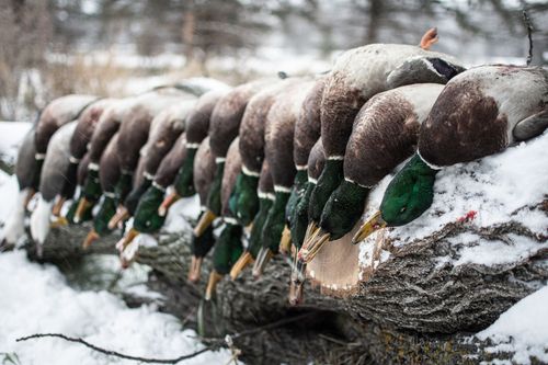 North Dakota Duck Hunts