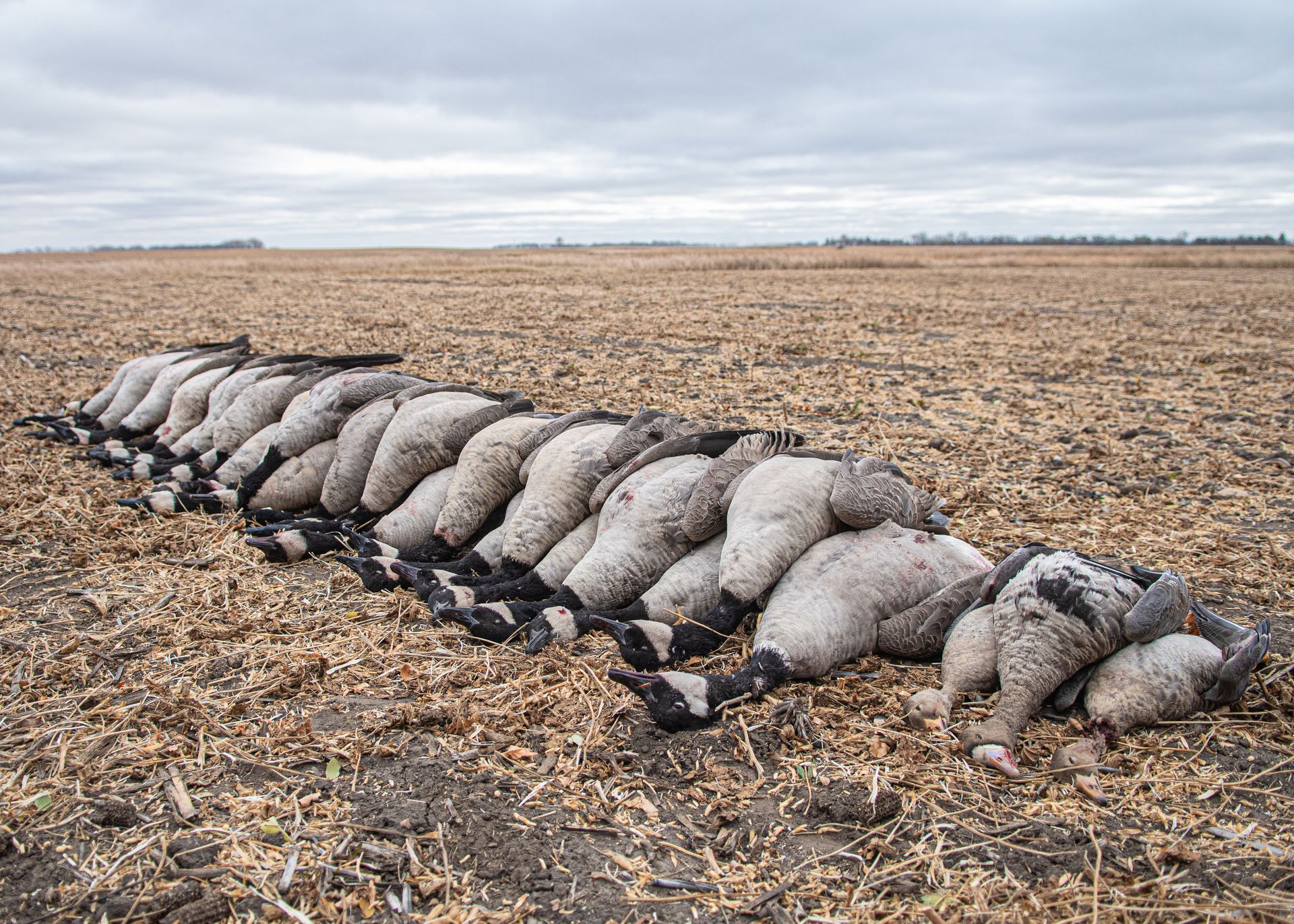 North Dakota goose hunts