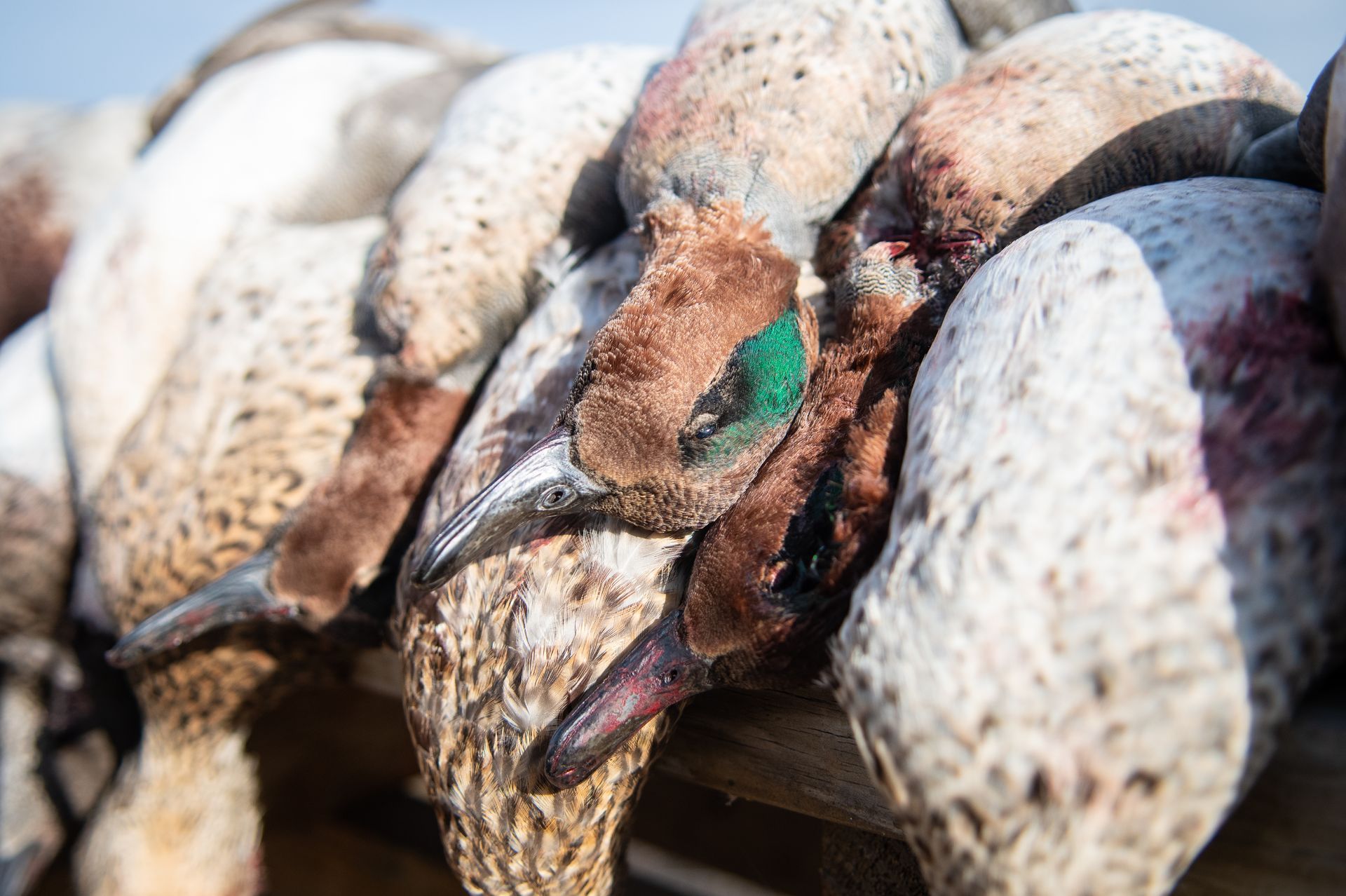 Duck Hunts Ringneck Resort