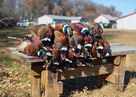 ND Pheasant Hunting