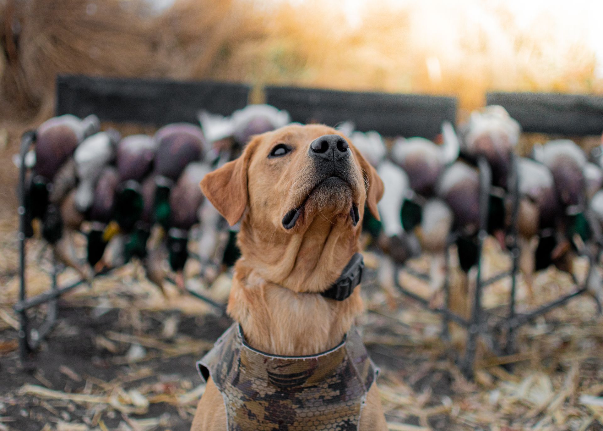 duck hunts in North Dakota