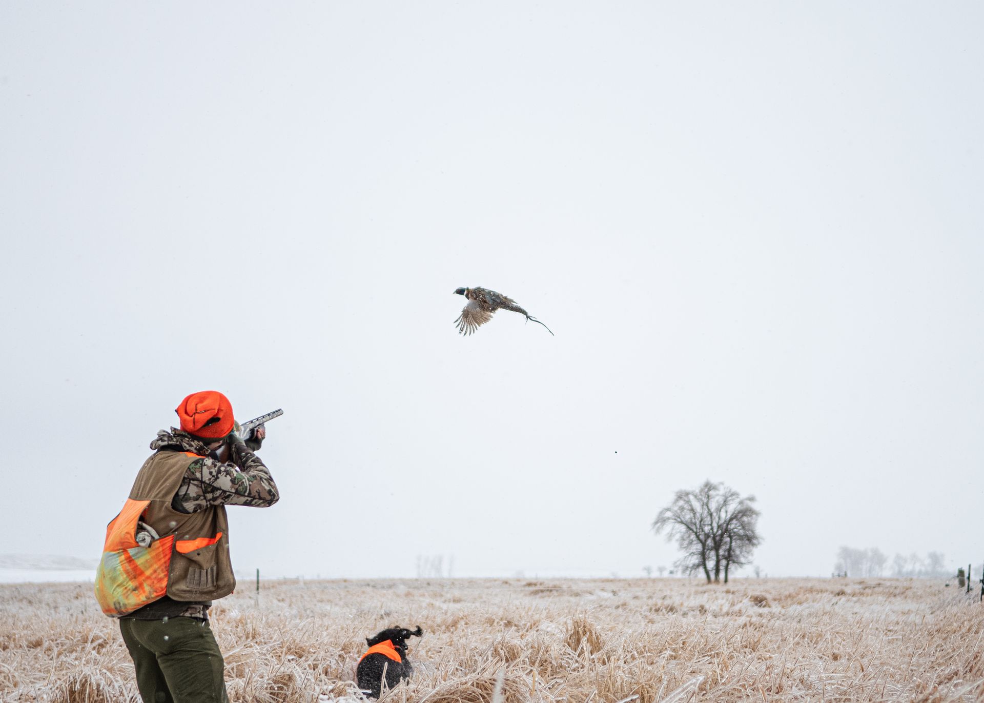 ND Pheasant Hunting