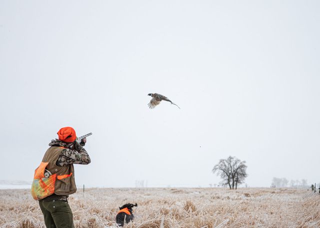 The Pheasant Hunt