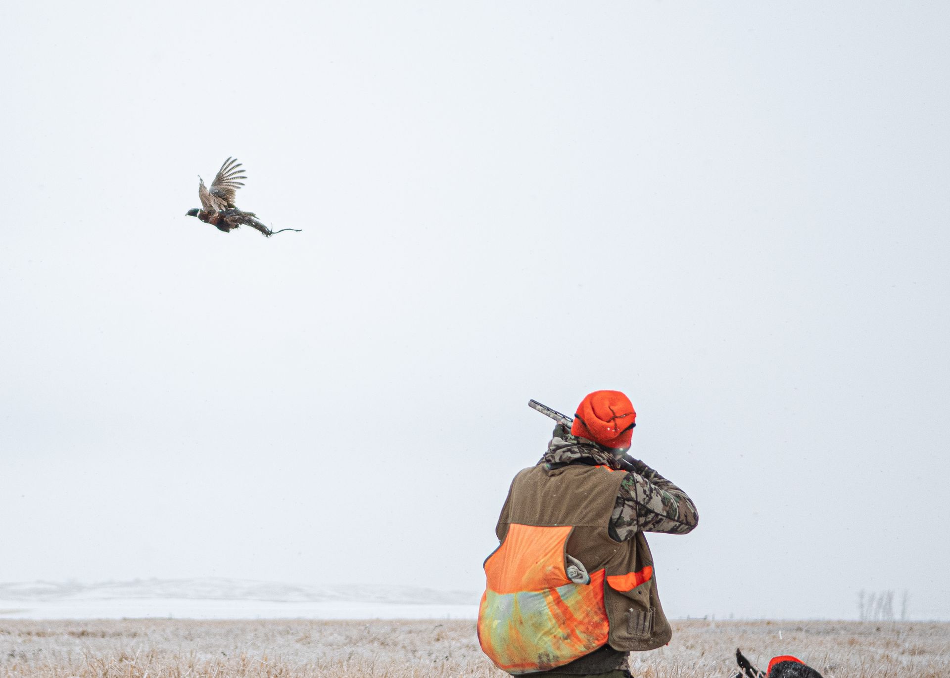 Upland Hunting North Dakota
