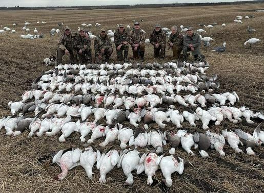 ND Snow Goose Hunting