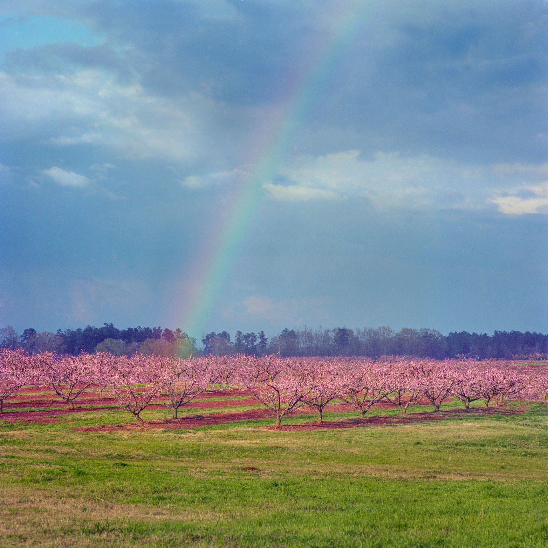 Rainbow over Orchard