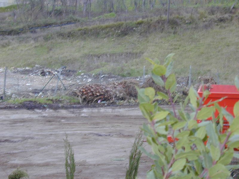 Piante colpite dal punteruolo rosso in attesa di smaltimento